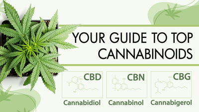 Guide to Cannabinoids